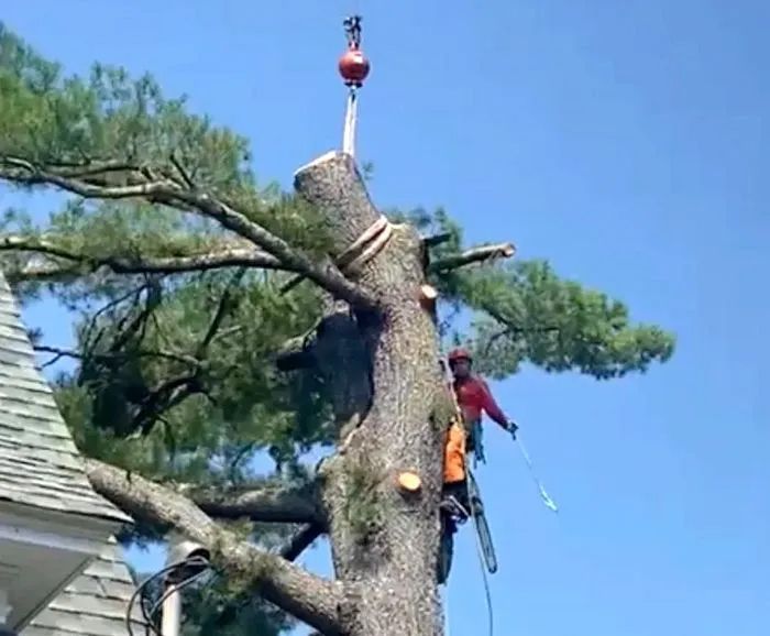 A tree trimmer using a chainsaw to cut a large tree, with a crane overhead. The scene is set under a bright blue sky.