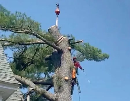 Tree service worker using a crane to cut a tall tree, blue sky.