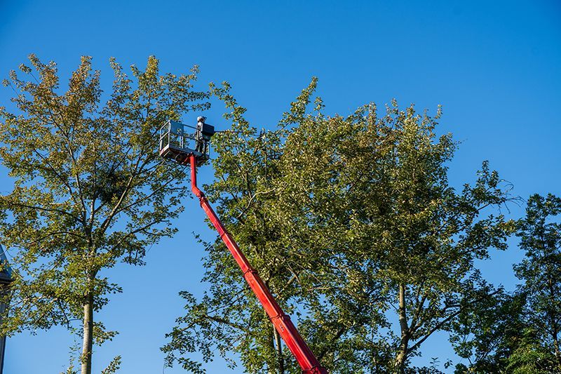 Person in a red lift trimming a tree against a blue sky.