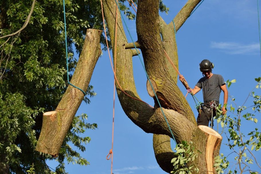 An arborist wearing safety gear and a helmet stands in a large tree, lowering a cut log with ropes against a blue sky.
