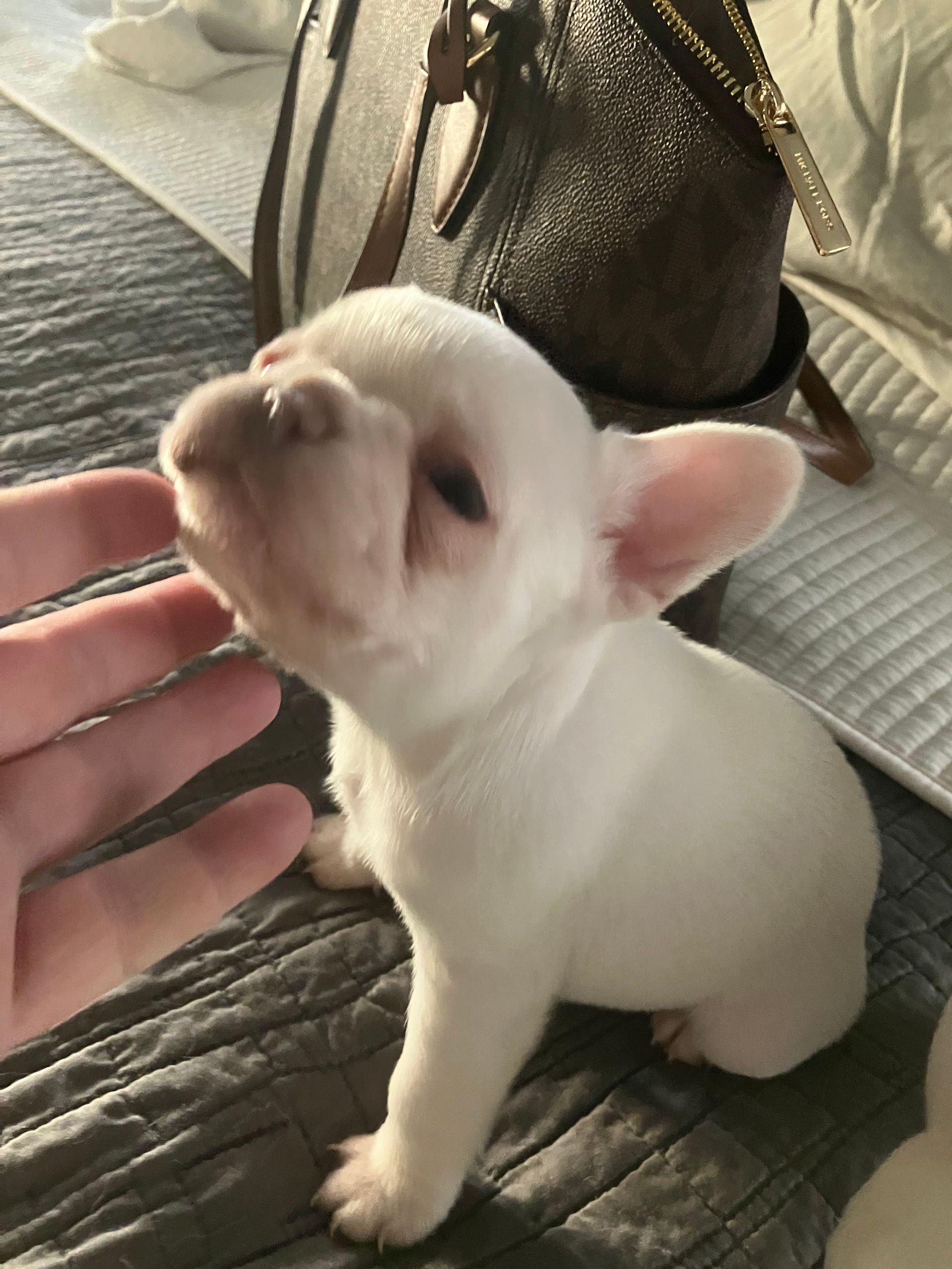 This healthy, family-raised Frenchie comes from a trusted Oklahoma breeder and is well socialized and loved.