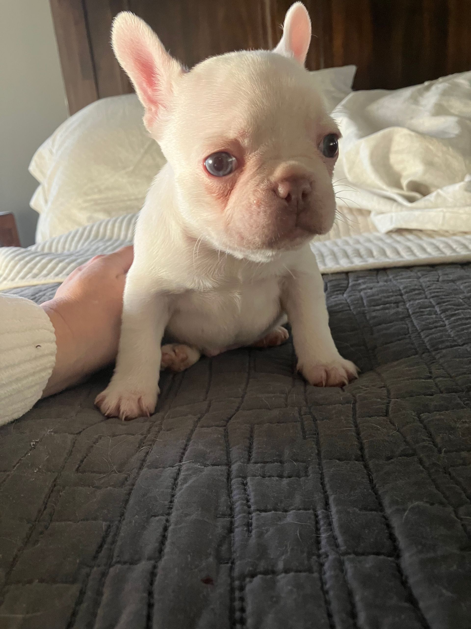 French Bulldog puppy with cream coat from an Oklahoma breeder
