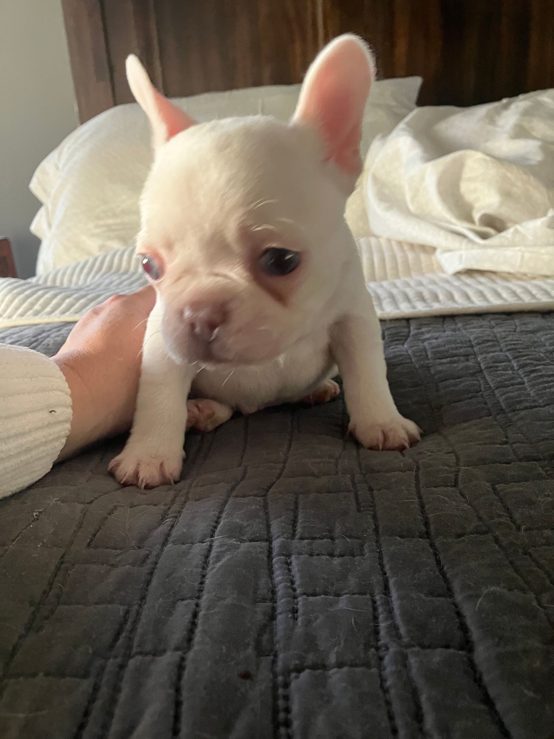Champaign French Bulldog puppy in Oklahoma, family-raised and healthy