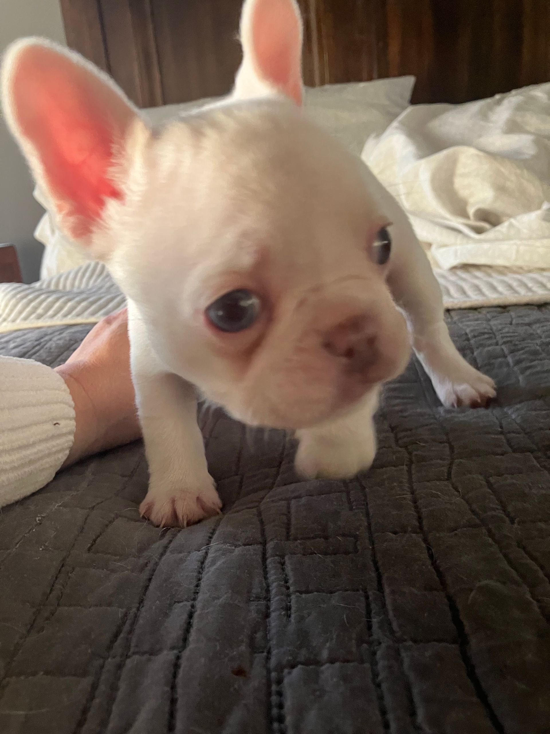 Adorable white Frenchie puppy, family-raised in Oklahoma