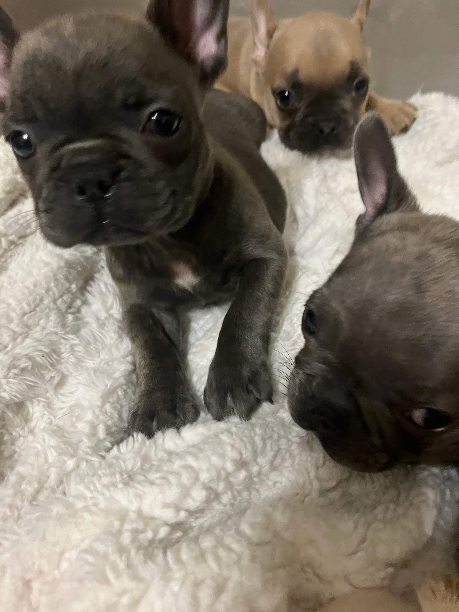 These healthy, family-raised Frenchies come from a trusted Oklahoma, well socialized and loved.