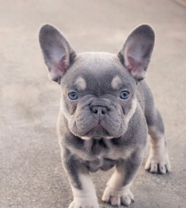 French Bulldog Puppies – Oklahoma French Bulldogs