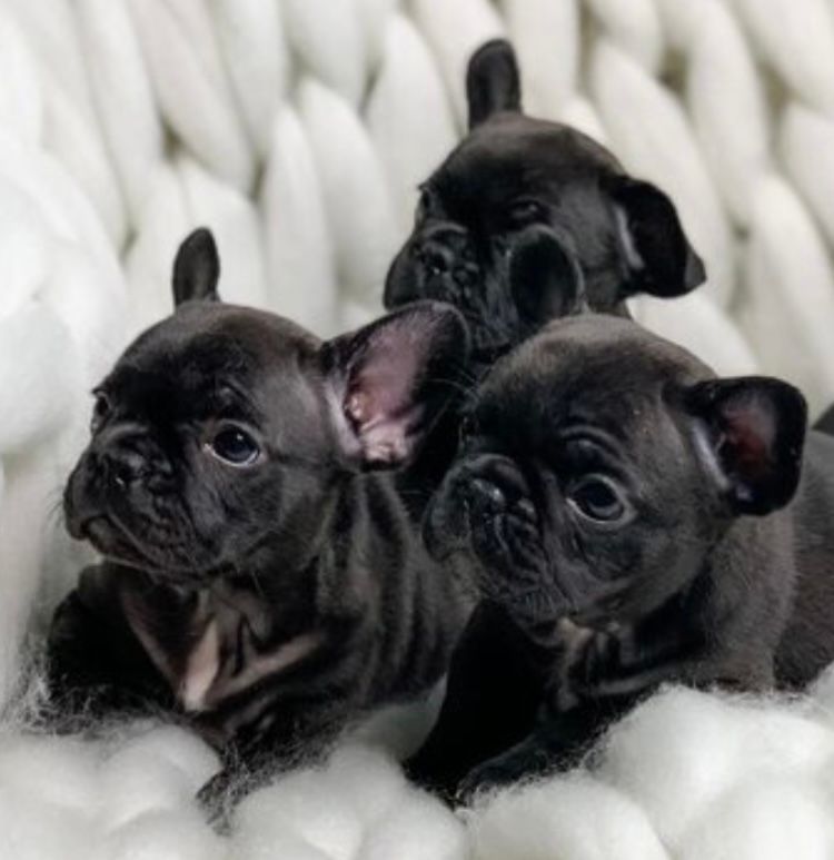 French Bulldog puppies
Oklahoma French Bulldog breeder
French Bulldogs for sale in Oklahoma
Ethical French Bulldog breeding
Healthy French Bulldog puppy