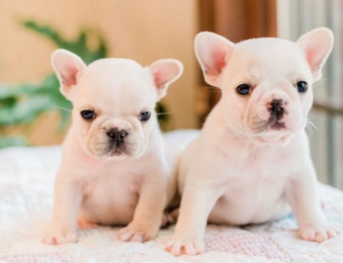 Cream French Bulldog puppies raised by an ethical Oklahoma French Bulldog family.