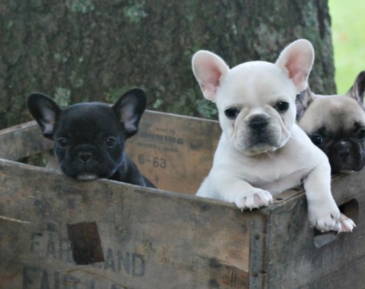 French Bulldog puppies raised in Oklahoma by an ethical French Bulldog family