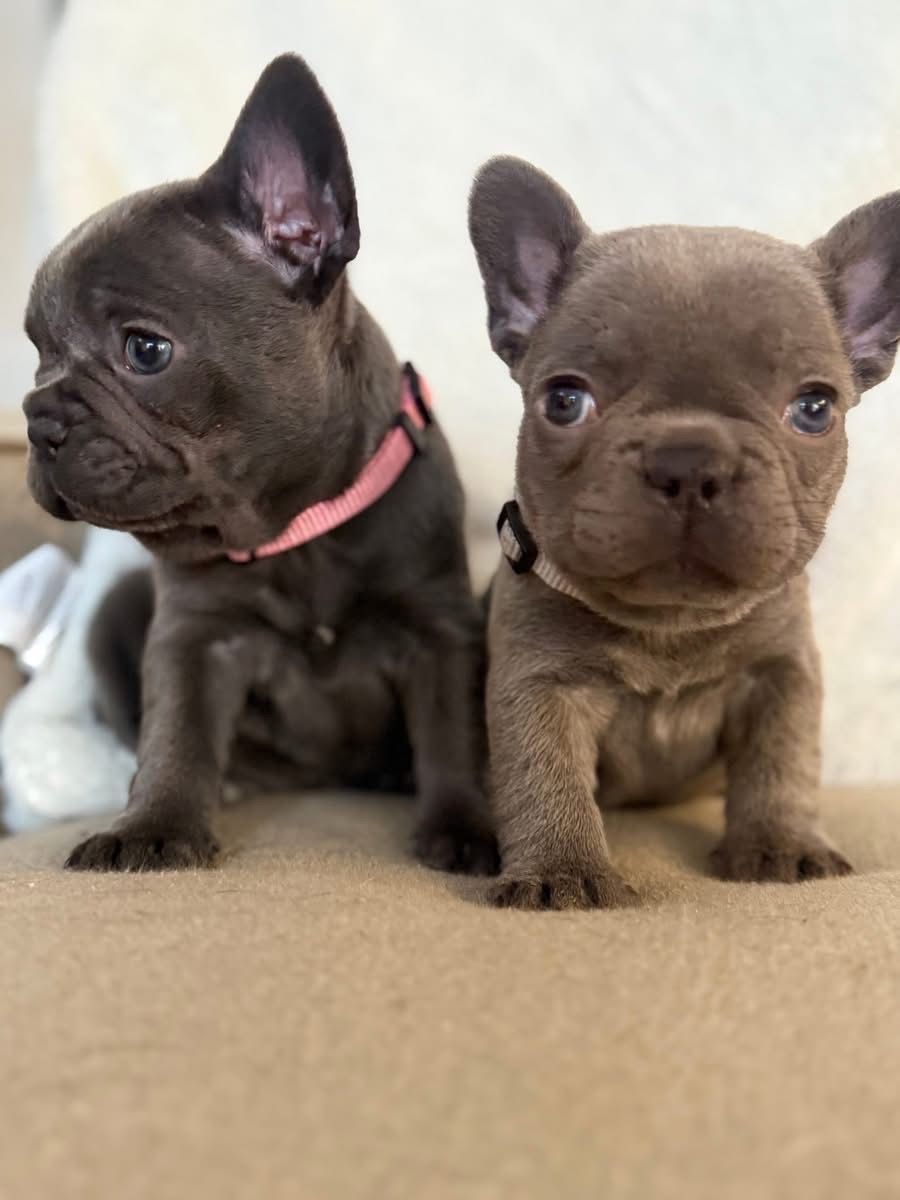 French Bulldog puppies with blue and lilac coats sitting together