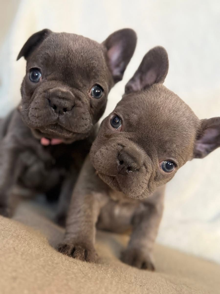 Adorable French Bulldog puppies raised by an Oklahoma breeder