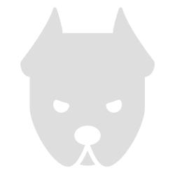 French Bulldogs: New Puppies