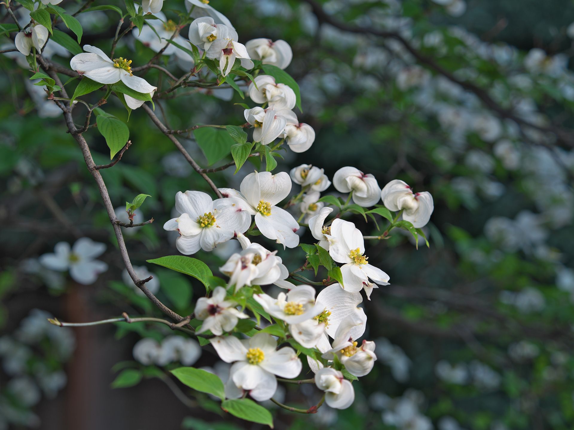 White dogwood flowers with yellow centers and green leaves on a tree branch.