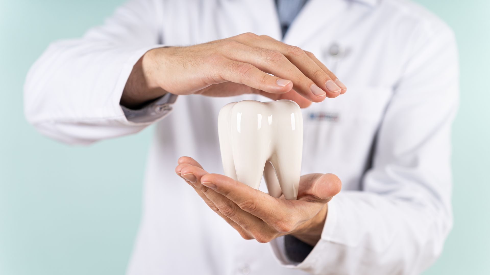 A person in a lab coat holding a large model tooth, hands cupped protectively.