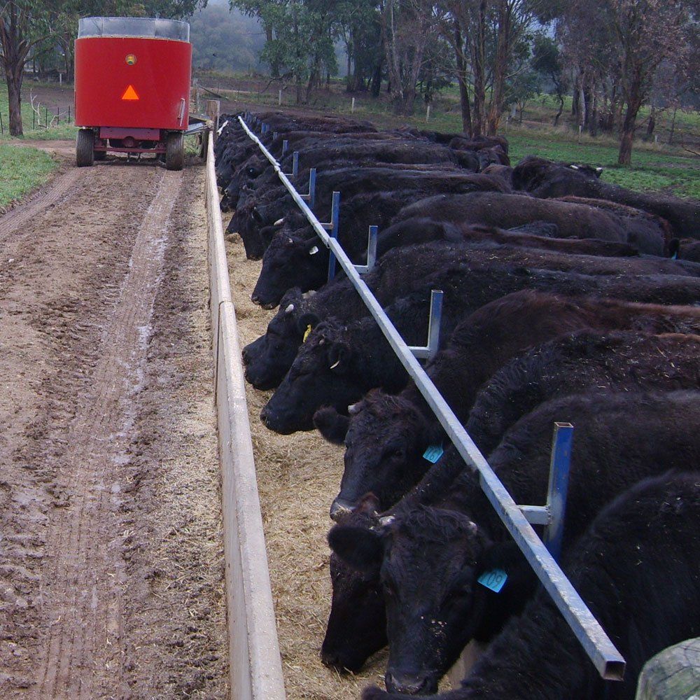 Learn more about Fullblood Wagyu