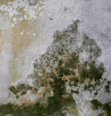 water damage restoration