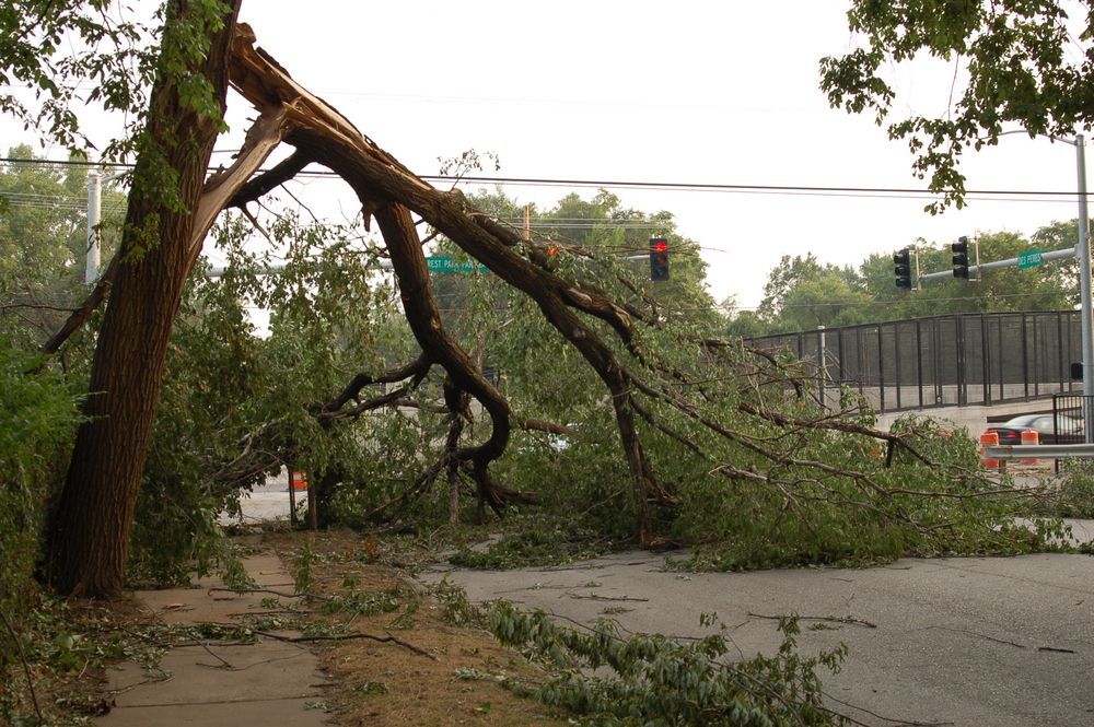Fallen tree blocking a road; branches and debris on the sidewalk and street; traffic lights in the background.