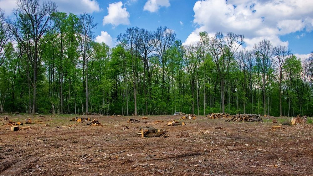 Cleared land in the foreground with tree stumps, forest edge in background, and blue sky with clouds above.