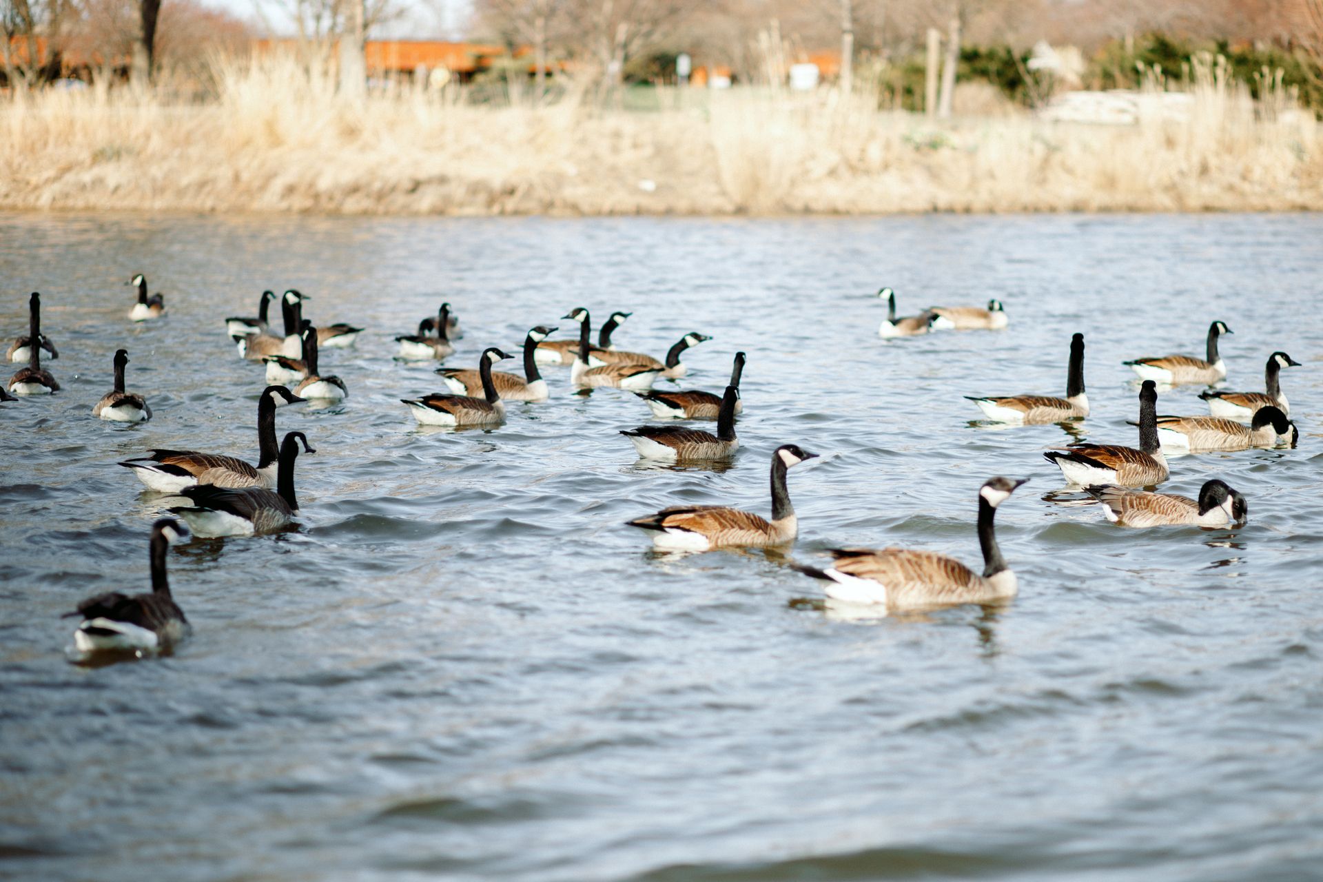A flock of geese are swimming in a lake.