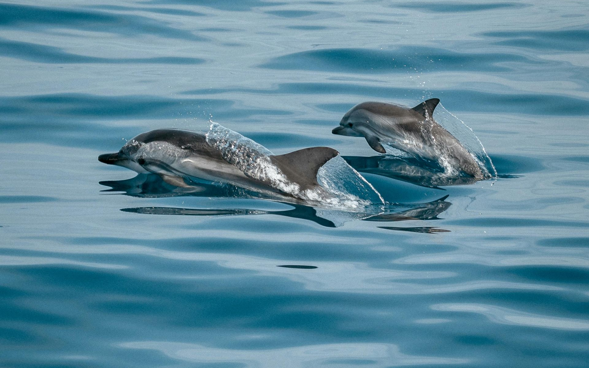 Delfine schwimmen im Meer