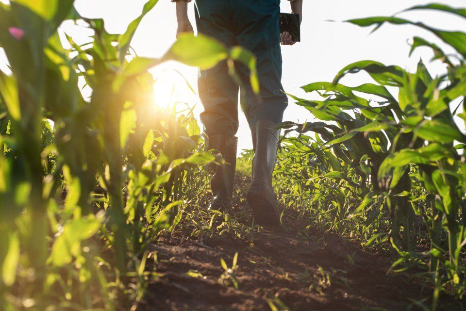 agricoltura professionale