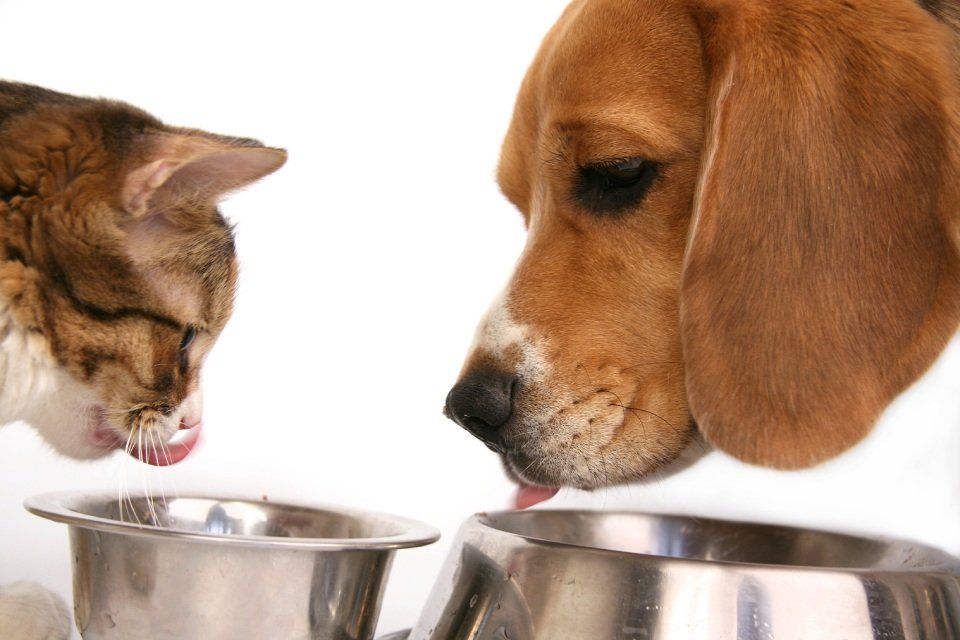 alimentazione animale