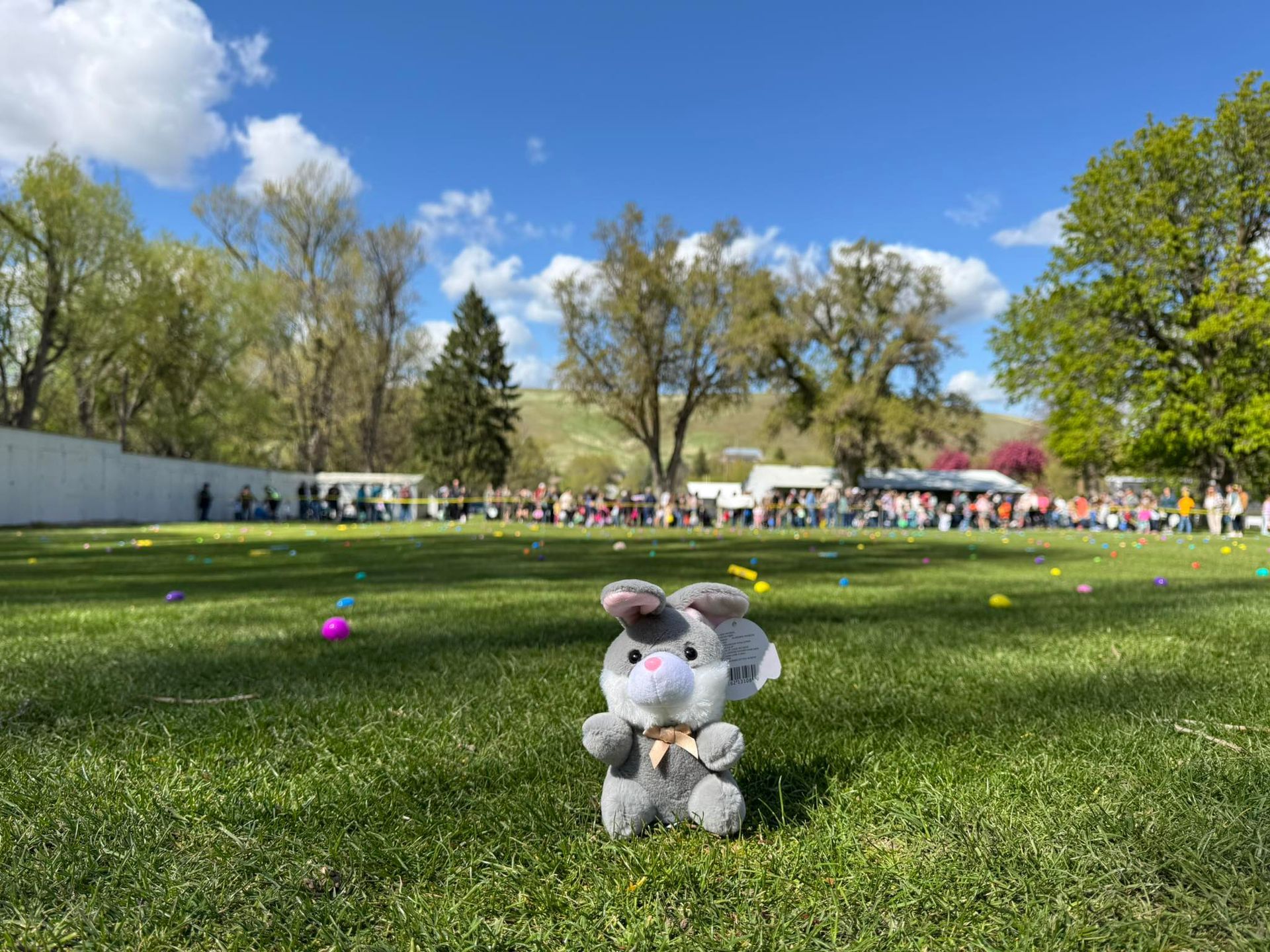 Stuffed bunny in green grass, Easter egg hunt with crowd and blue sky.