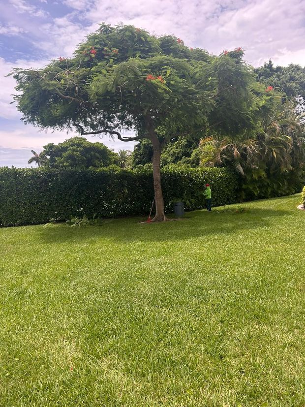 Lush green lawn with a tree and a hedge, a person visible near the hedge.