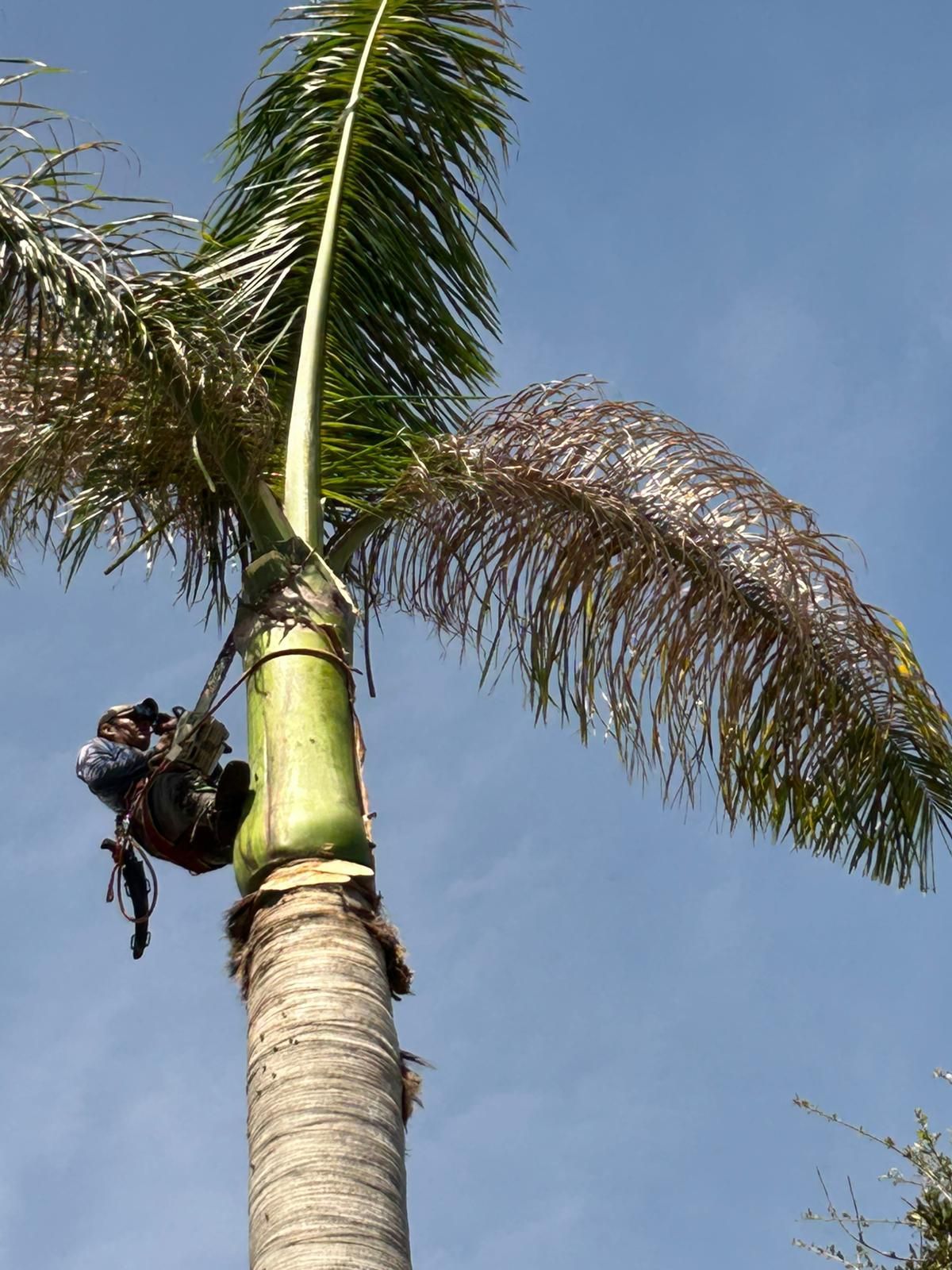 A person using equipment to prune a tall palm tree against a blue sky.