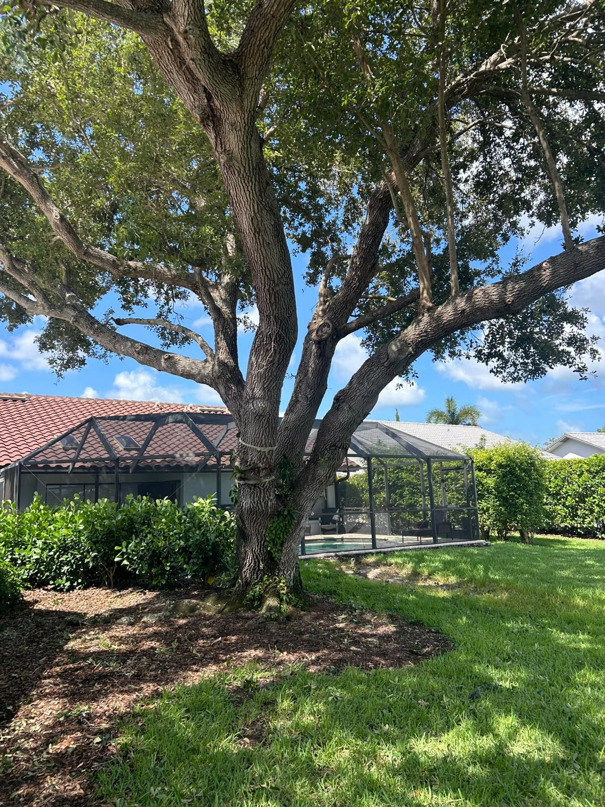 A large tree in a backyard, casting shade over grass, a pool enclosure, and a house with a red tile roof.