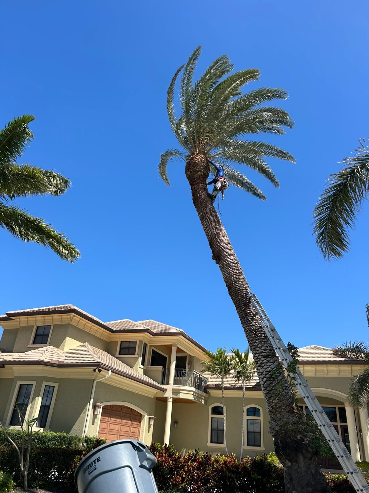 Palm tree being trimmed, person on trunk. House in background, blue sky.
