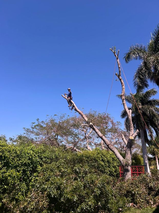Arborist trimming a tree on a sunny day. Blue sky, green bushes, and a palm tree in the background.