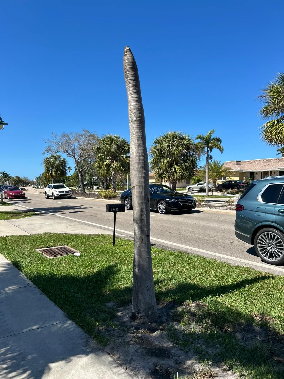 Bare palm tree on a grassy median strip next to a road with cars, under a clear blue sky.