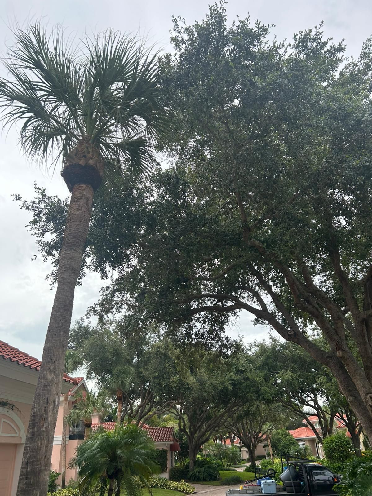 Tall palm tree and leafy green trees line a residential street under an overcast sky.