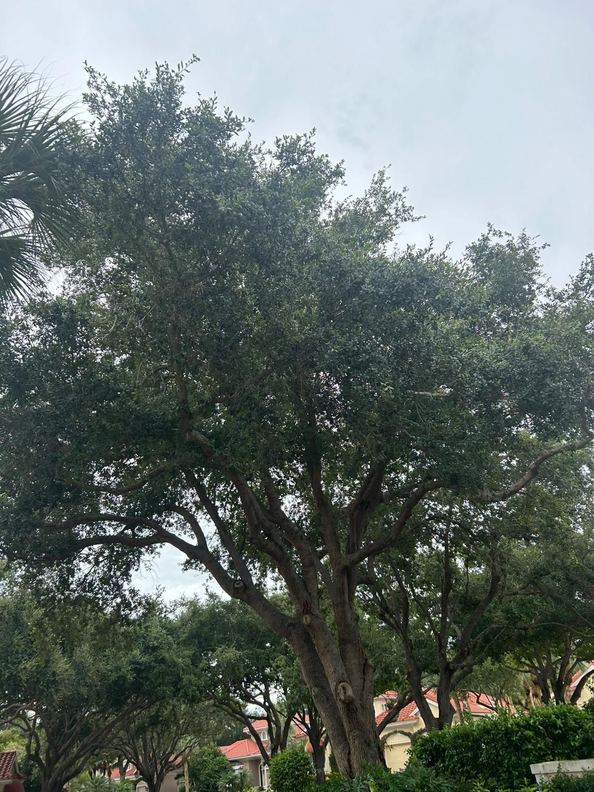 Large oak tree with green leaves, against a cloudy sky.