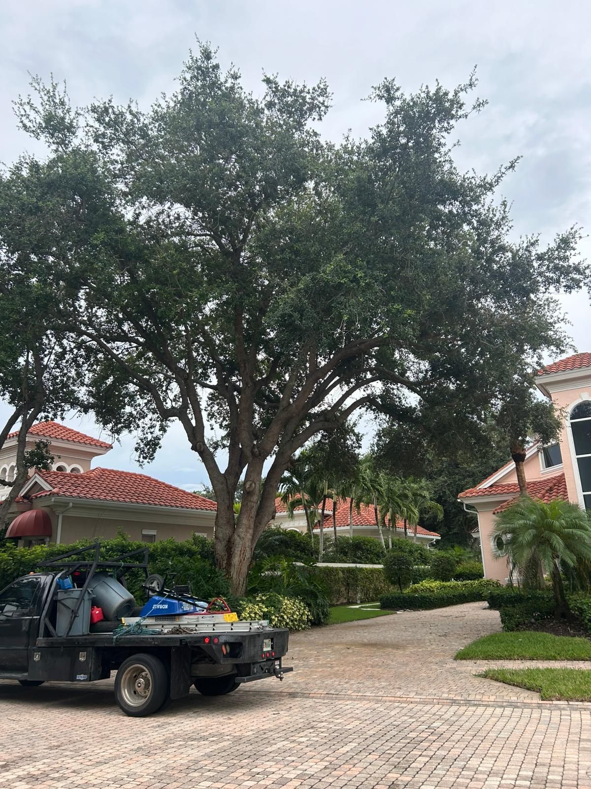 Large tree near a truck on a brick driveway, with houses in the background. Cloudy day.