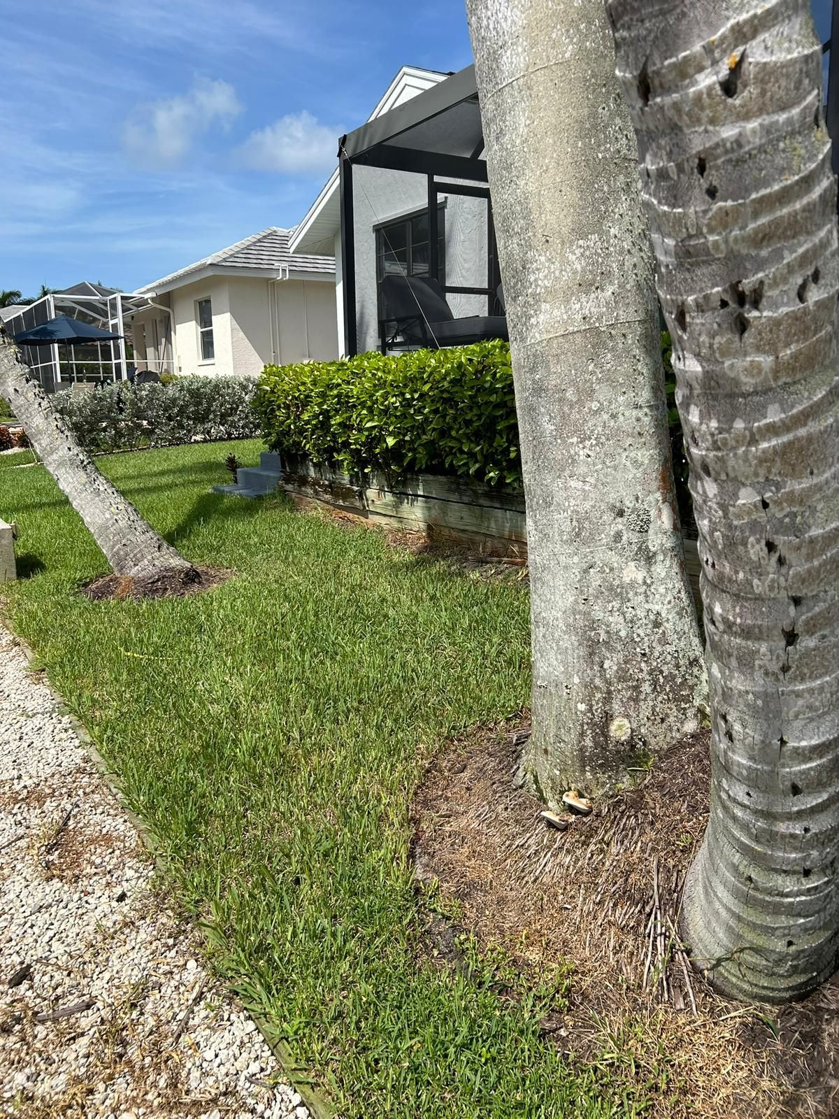 Green lawn with palm trees and a house under a blue sky.
