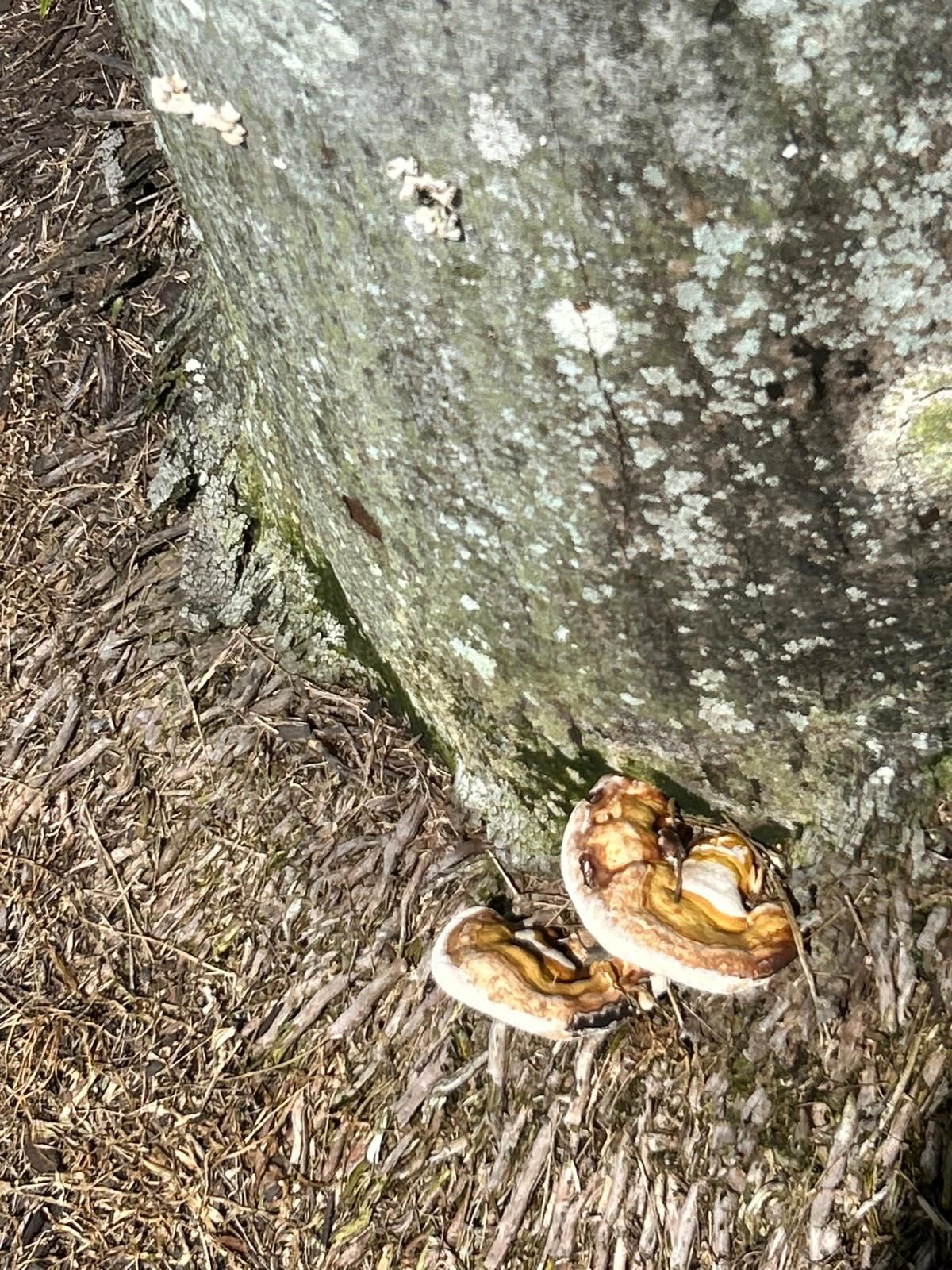 Mushrooms growing on a tree trunk, brown and white. Ground around tree is covered in dry leaves.