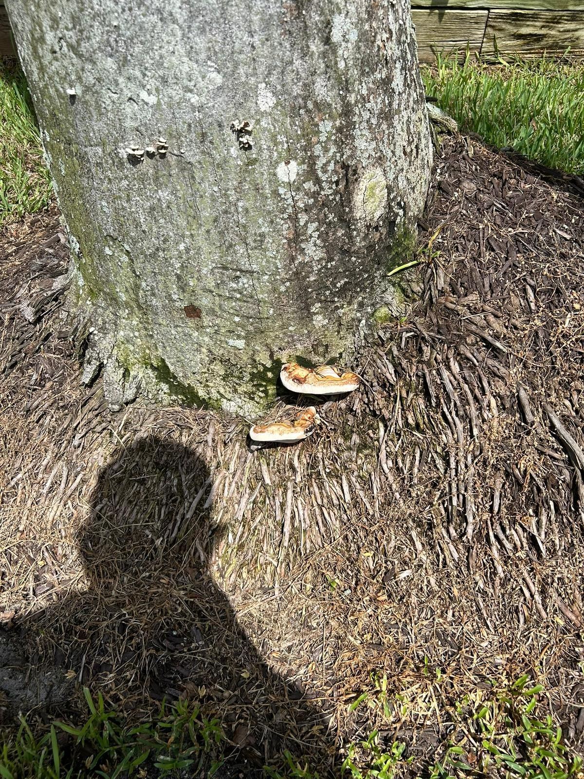 Tree trunk with two mushroom-like growths at its base in a mulched area; person's shadow visible.