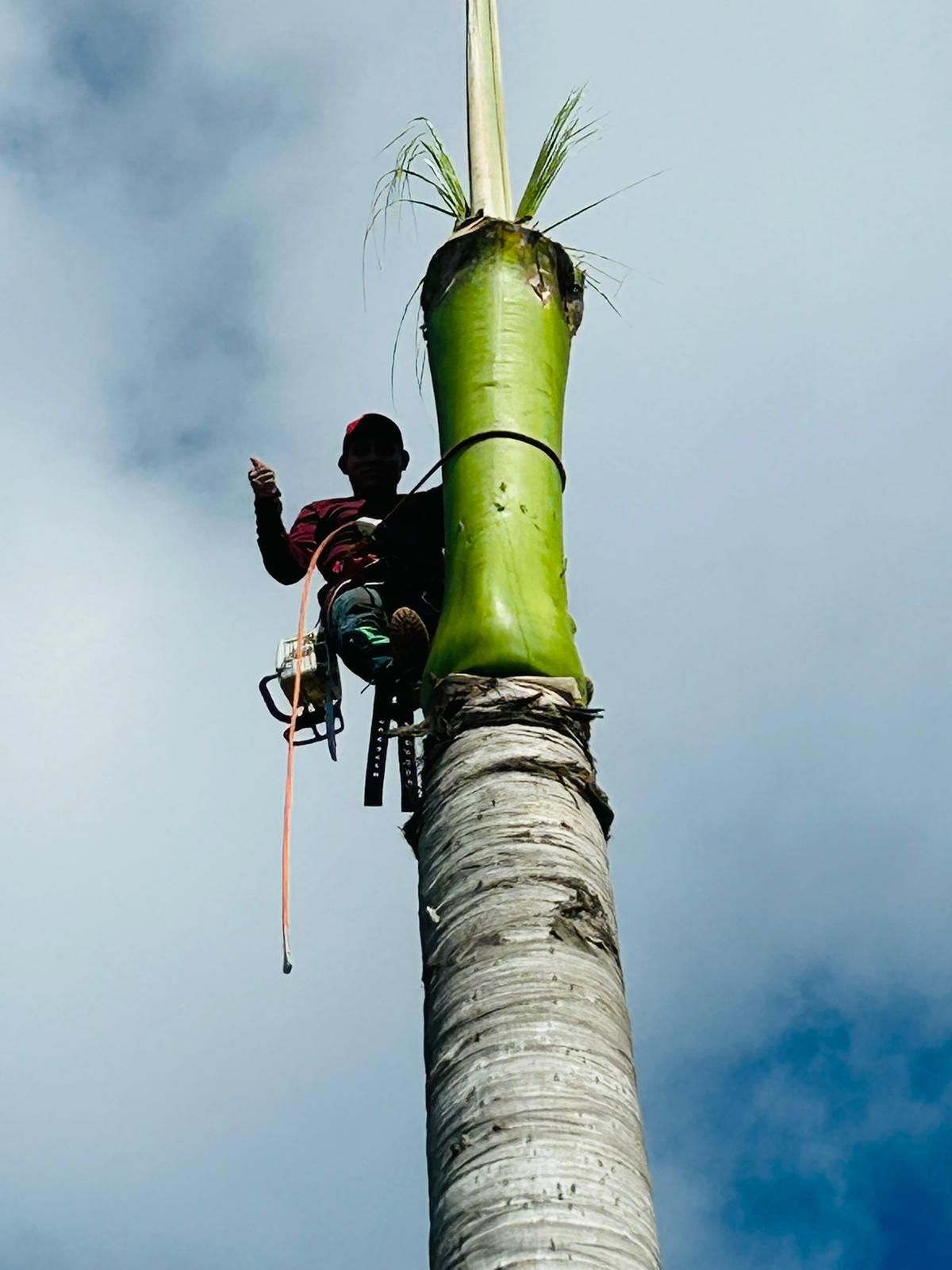 Arborist in red shirt and hard hat on palm tree, cutting fronds with chainsaw, against cloudy sky.