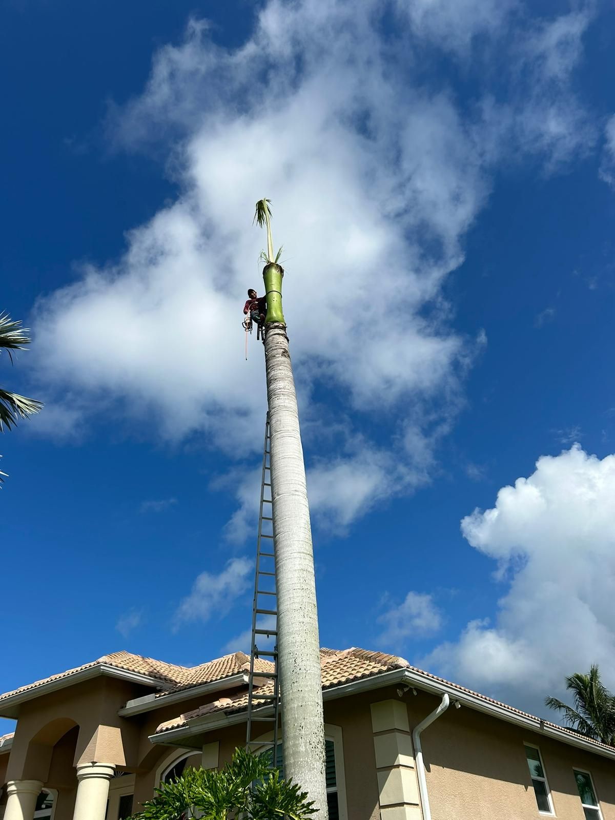 A person trimming a tall palm tree next to a beige house under a blue sky with white clouds.