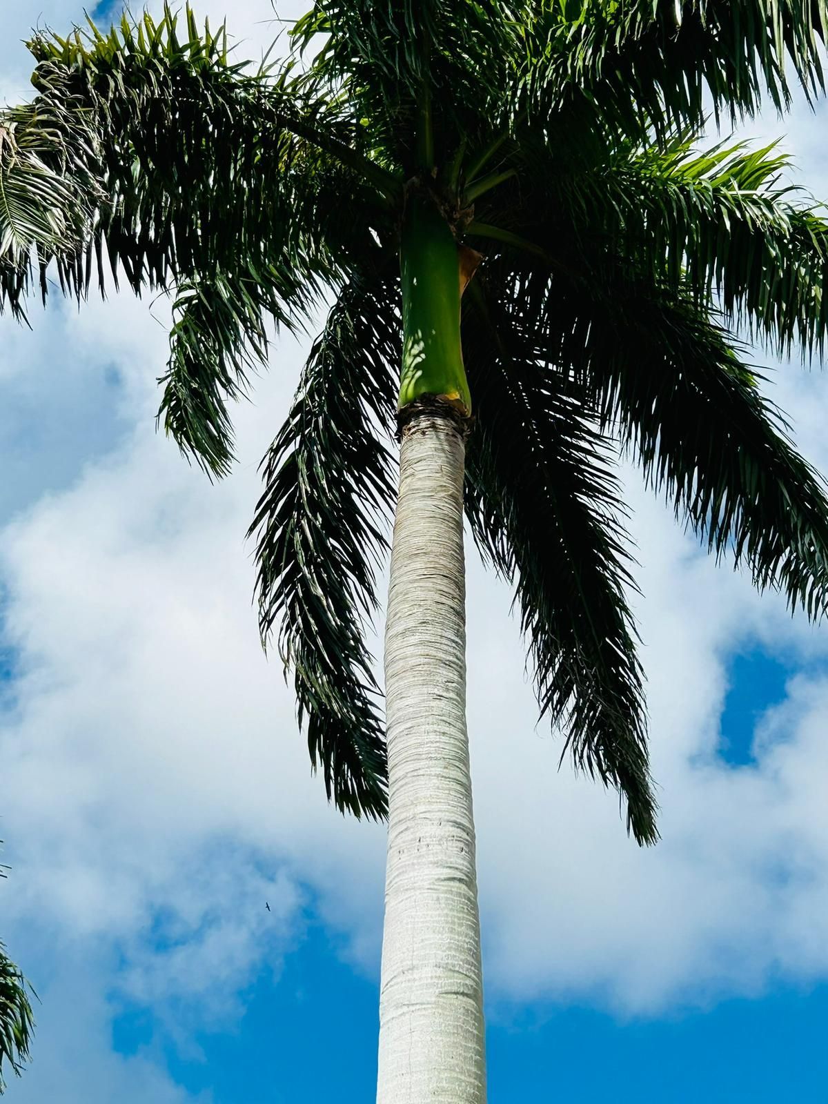 Tall palm tree with a white trunk and green crown against a blue sky with white clouds.