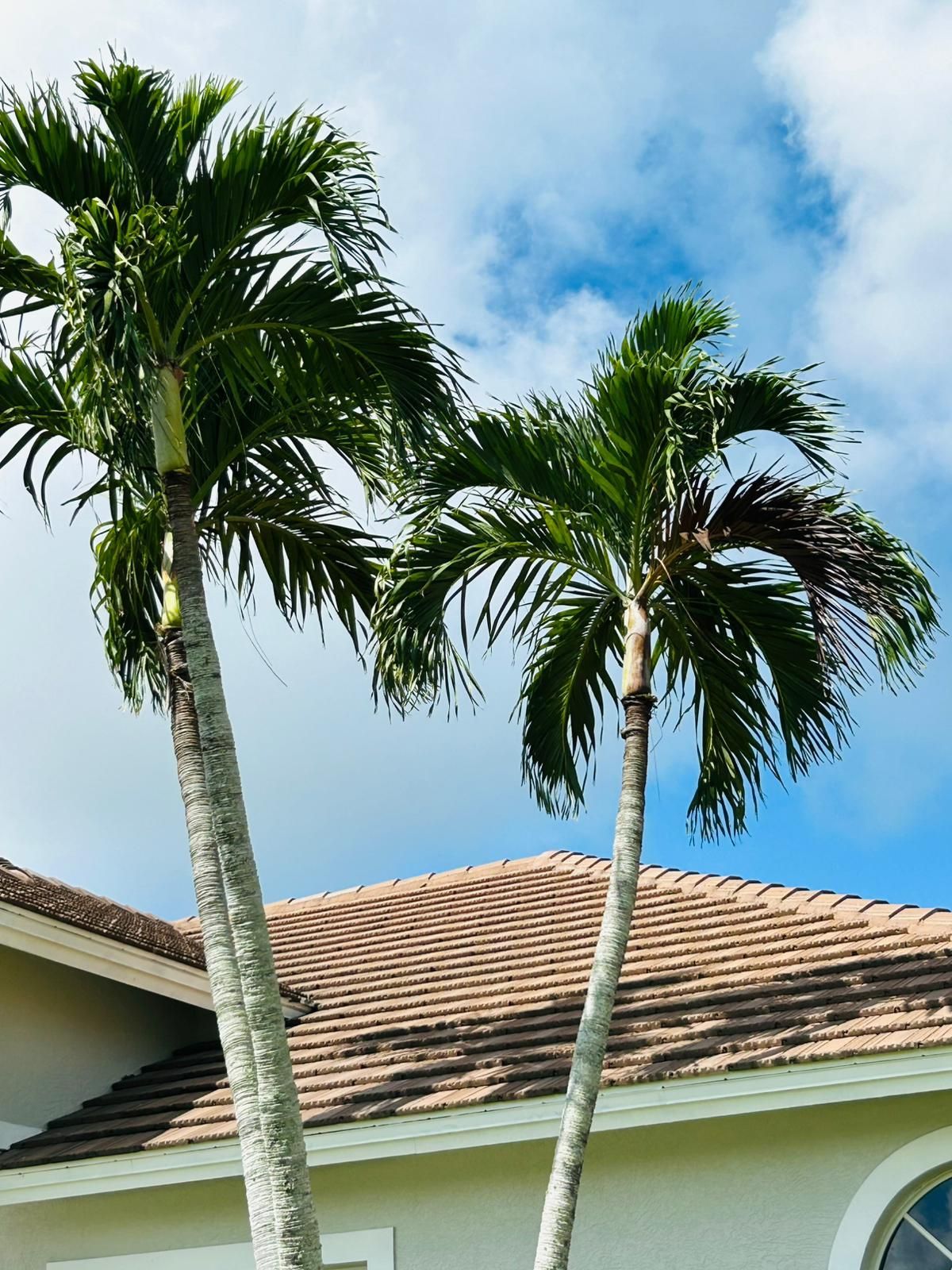 Two tall palm trees with green fronds against a partly cloudy blue sky, over a light-colored house with a brown roof.