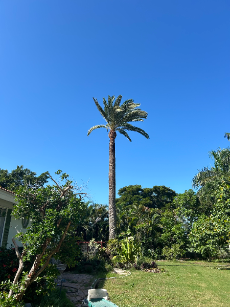 Tall palm tree against bright blue sky, surrounded by lush green foliage and a lawn.