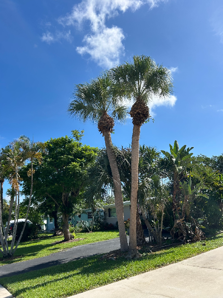 Two palm trees with green fronds against a bright blue sky with some white clouds.