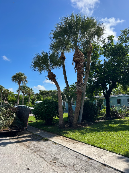 Palm trees cluster by a road, under a blue sky.