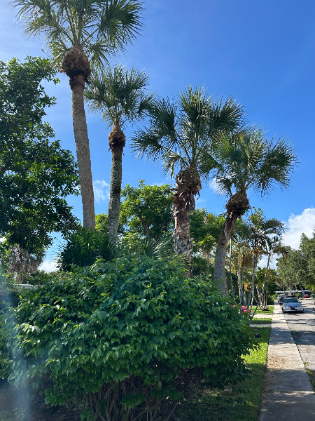 Palm trees line a sidewalk next to green bushes under a blue sky with a street and car.
