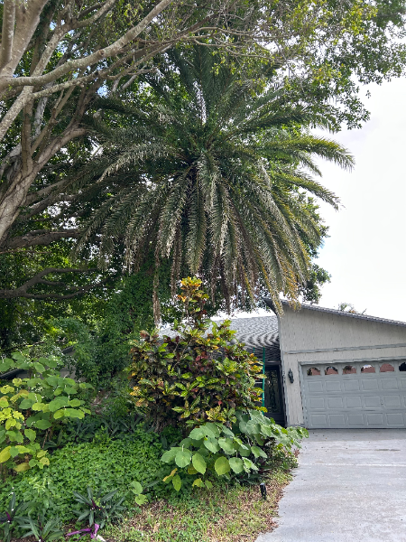 Palm tree and lush greenery in front of a house with a gray garage door.
