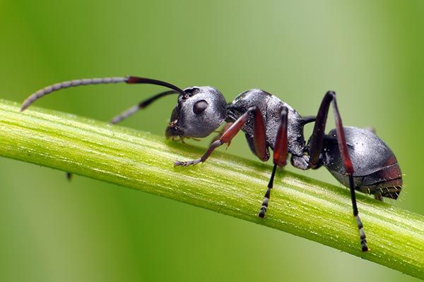 Ant — South Yarmouth, MA — Termite Co. of Cape Cod, Inc.