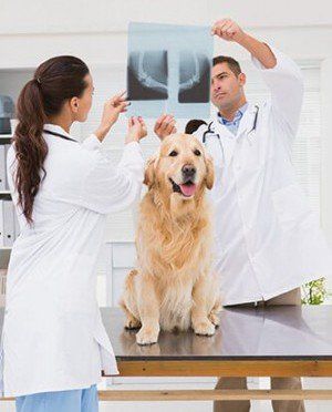 2 dogs and a cat with stethoscope - Veterinarian in Huntsville, AL